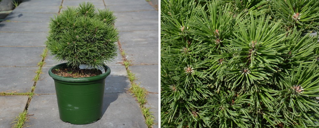 Pinus mugo `Gnom Findling`_С6.jpg Pinus mugo `Gnom Findling`_С6.jpg